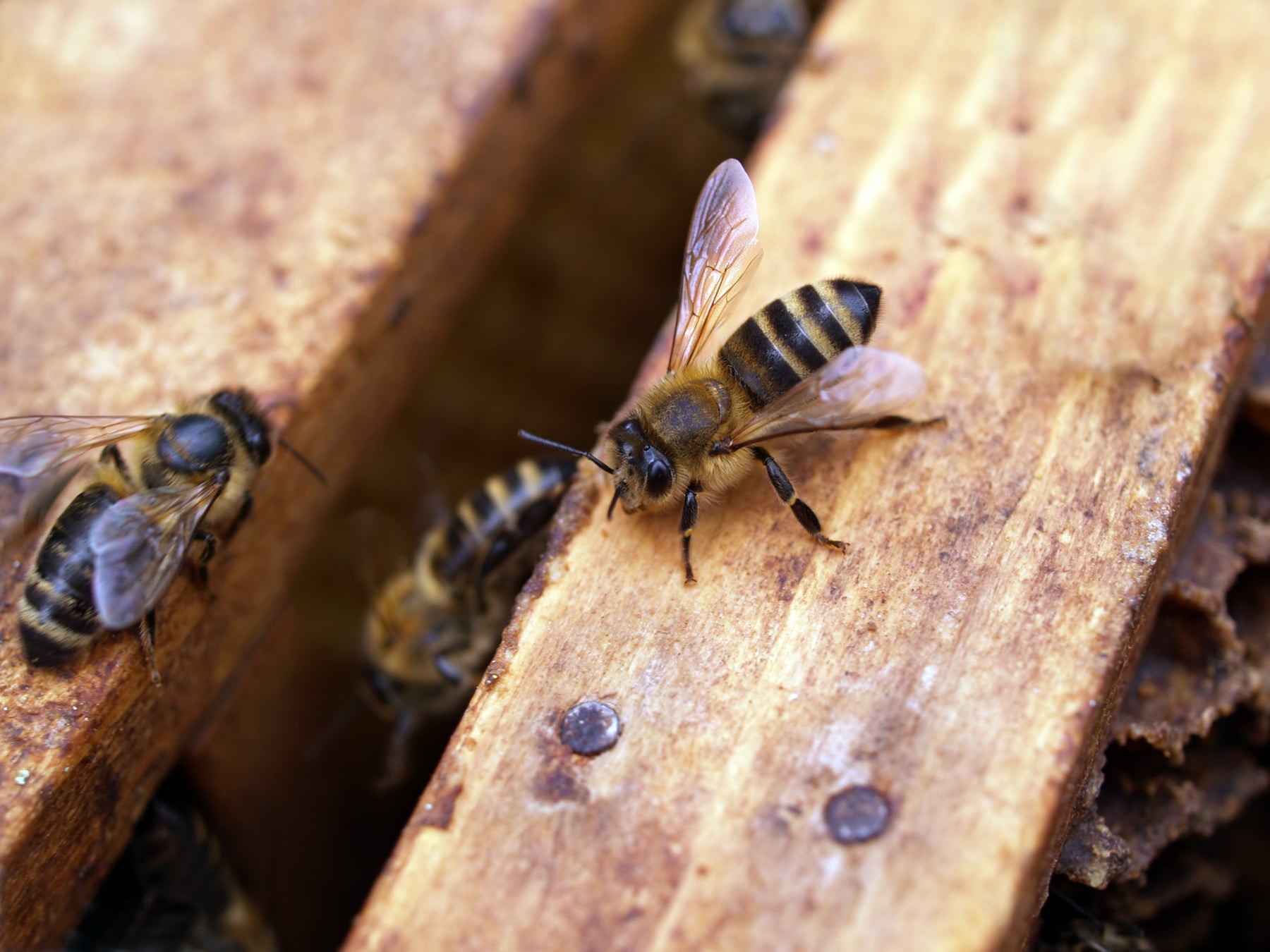 Honey Bee Cuticle Balm