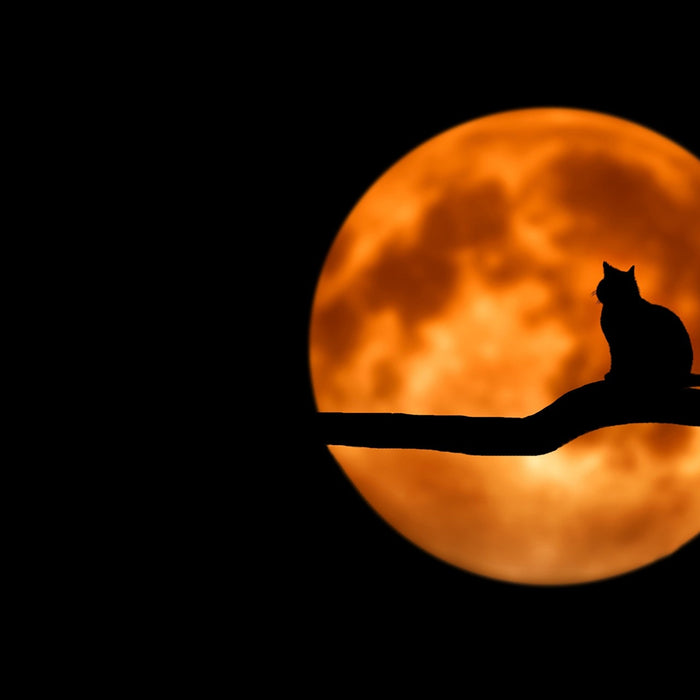 Modern Moon Rituals For 2021 Part II